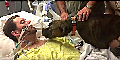 Դիտեք այս շան վերջին պահերը հիվանդանոցում իր մահացող սեփականատիրոջ հետ
