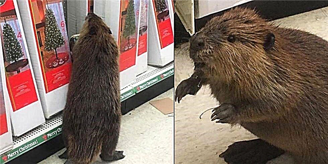 Angry Beaver Trashes Aisle De Artefaritaj Kristnaskaj Arboj