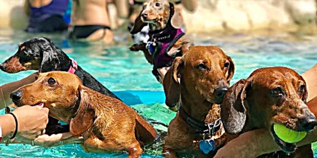 Ovaj ikonični bazen na Floridi jučer je priredio zabavu štenaca
