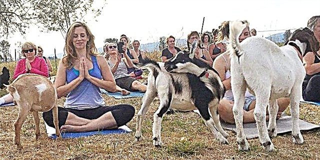 Ova predavanja o kozjoj jogi na farmi su izuzetno popularna