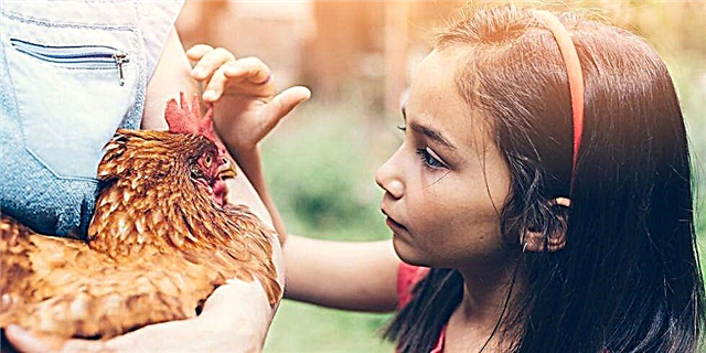 مردم مرغ های حیاط خلوت خود را نوازش می کنند و این مسئله باعث ایجاد بهداشت عمومی می شود