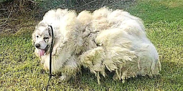 Altı il ərzində bir anbarda tələyə düşən bu köpək 35 kilo xəz kəsilməli idi