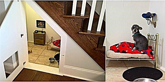 Hierdie aanbiddelike hond het sy eie klein Harry Potter-kamer onder die trappe