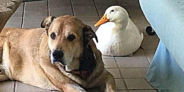 Nevjerovatno prijateljstvo između ovog psa i patke će vam rastopiti srce