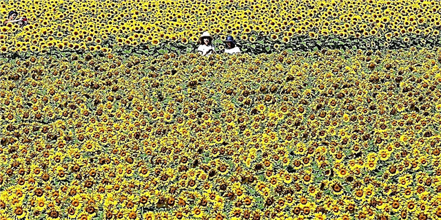 Illic 'a Farm in Japan ubi vos can circumveniretur super a million Sunflowers