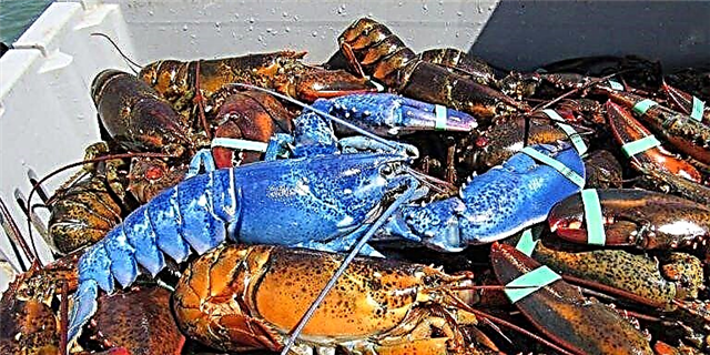 Massachusetts Lobsterman vang Rare Sapphire Blue Lobster vas