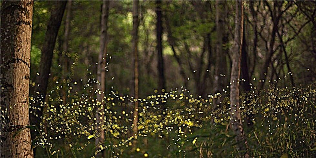 Fireflies janë në rrezik të zhdukjes, falë njerëzve