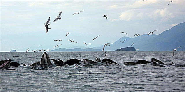 17 вещей, о которых все думают, наблюдая за китами