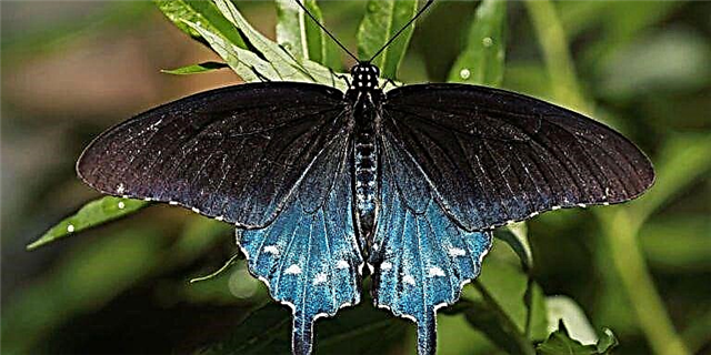Kini nga Tawo Nagbag-o sa Usa ka Rare Butterfly Spesies sa Iyang Kaugalingon nga Balay