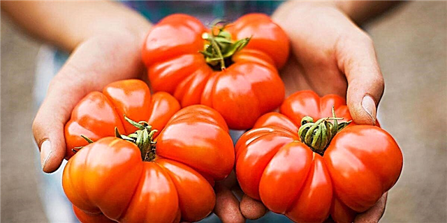 14 Aferoj Nur Tomato-Ĝardenistoj Komprenas