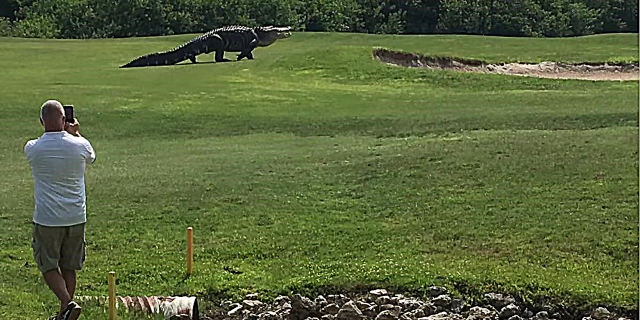 Не большое дело, это просто гигантский аллигатор, прогуливающийся по полю для гольфа