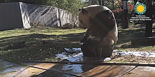 Ju nuk keni parë asgjë më shumë se kjo panda, duke marrë një banjë flluskë në një vaskë të vogël