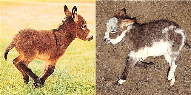 Alerto: 20 Mga Rescued Mini Donkey Naghahanap para sa isang Magpakailanman sa Bahay