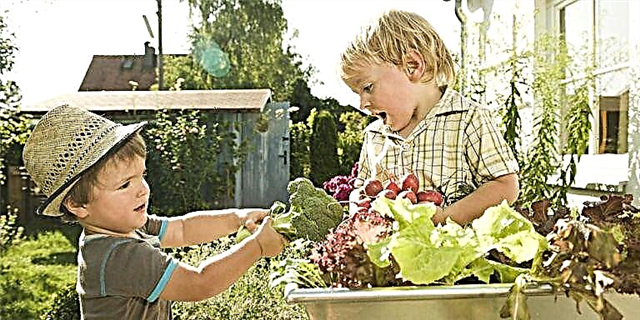 یک پیش دبستانی جدید به کودکان می آموزد که چگونه غذای خودشان را پرورش دهند