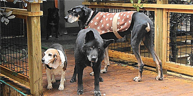 همه سگها به این پناهگاه ارشد سگ در تنسی می روند
