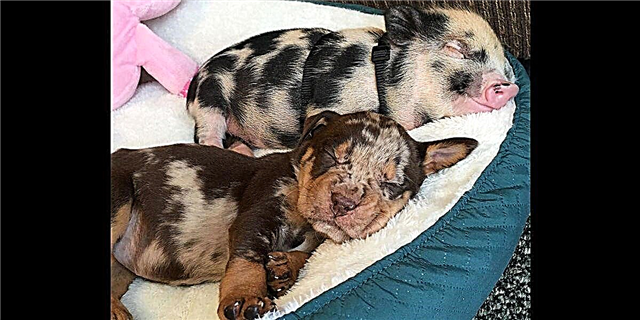 Ovaj zaljubljeni štene i svinjski duo imaju najdraže prijateljstvo ikad