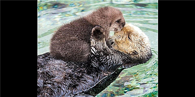 Panoorin ang Matamis na Moment This Newborn Otter Falls Habang natutulog sa Fluffy Belly ng kanyang Mama