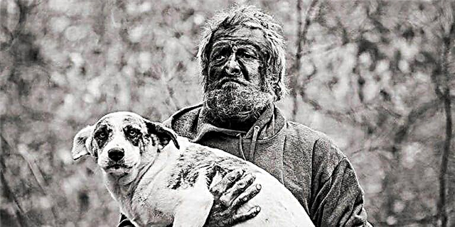 Shpëtimtarët e kafshëve shpëtuan 31 qen që jetojnë në një park shtetëror të Tennessee me një burrë të pastrehë
