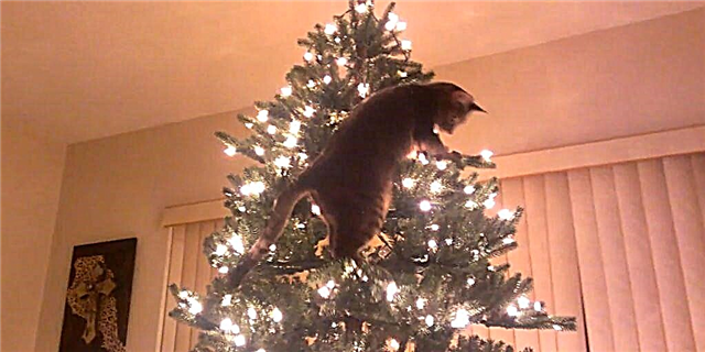 Pogledajte šta se događa kada jedan znatiželjni mačak priđe božićnom drvcu svoje porodice