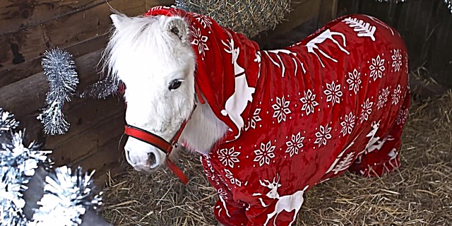 Сега, Коњите можат да се спуштаат во смешно симпатична Божиќ, исто така