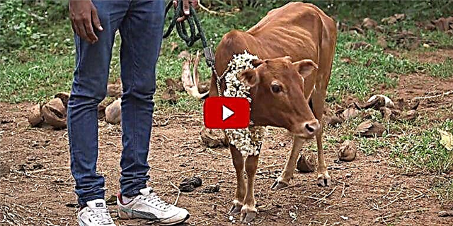 Upoznajte Manikyam, najkraću kravu na svijetu