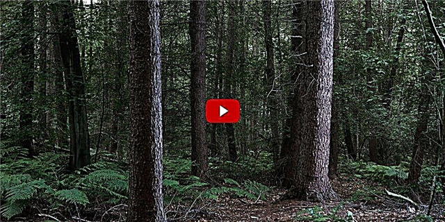 Ова неверојатно видео од шумски кат „Дишење“ ни ги дупнува умовите
