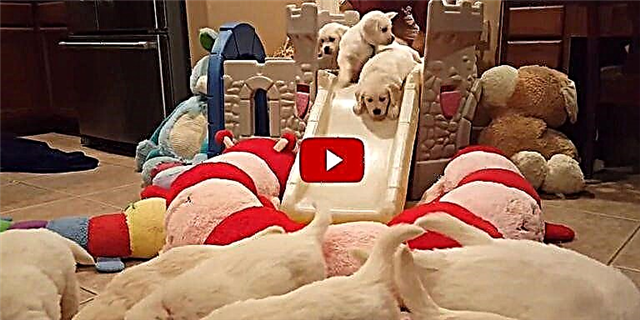 All Golden Retriever Lover Needs to Watch This Stampede of Puppies Go Down a Slide