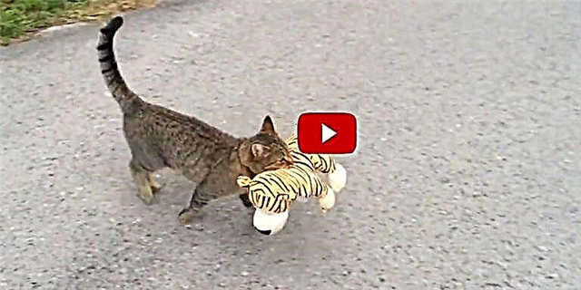 Ne nuk mund të ndalojmë së qeshuri në këtë mace duke vjedhur një kafshë të mbushur nga fqinjët e tij