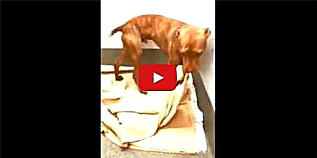 Эта спасительная собака гения каждый день заправляла себе постель, ожидая, пока его усыновит