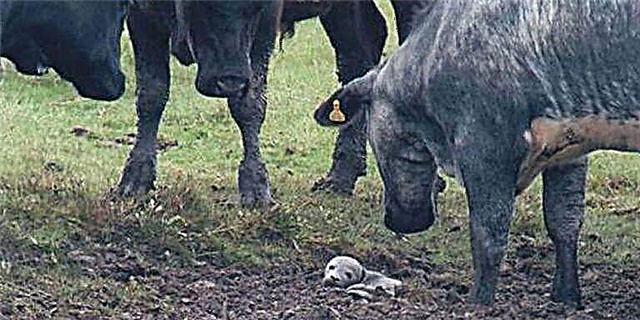 Ova markirana beba pečat je spašena zahvaljujući stadu krava