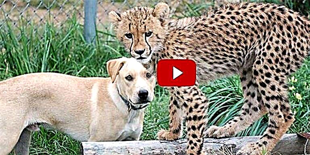 اس چیتا کب اور بچائے ہوئے کتے کے مابین غیرمعمولی دوستی آپ کے دل کو پگھلائے گی