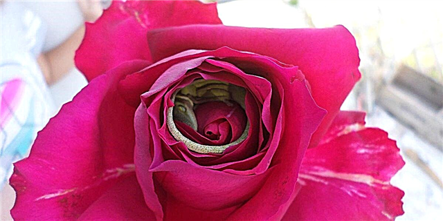 Unha muller atopou algo doce que agochaba dentro da rosa