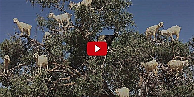 Мы не можем получить достаточно этих коз, балансирующих на деревьях