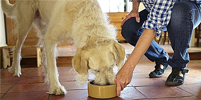 صدها پوند از غذای سگ به دلیل خطر سالمونلا یادآوری می شود