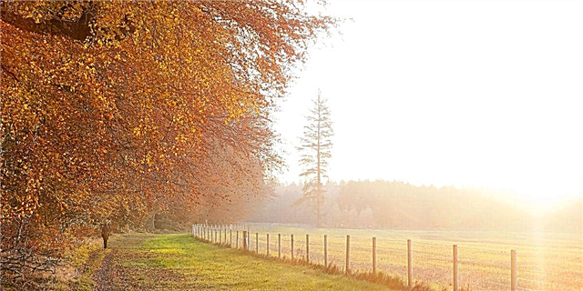 15 Stunningly Surreal Path Autumn ki pral fè ou eksite pou Otòn