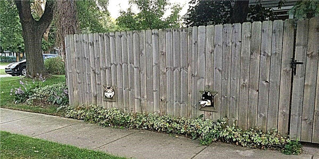 Сопственикот на генијалци гради ограда што им дозволува на кучињата на луѓето да гледаат додека се во дворот