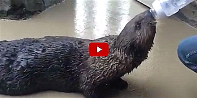 Haec uti in vigilia Dulce DYSPNOICUS mare Otter disce Inhaler