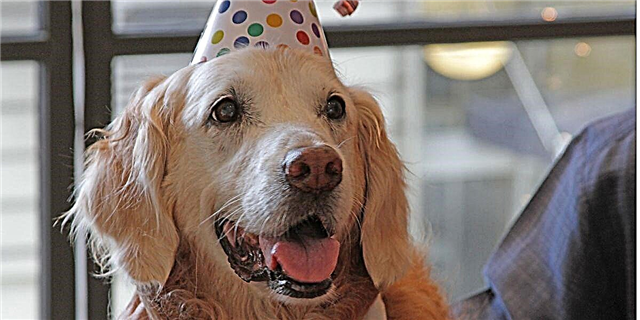 آخرین سگ جستجوگر و نجات یازده سپتامبر ، جشن تولد رویاهای او را جشن گرفت