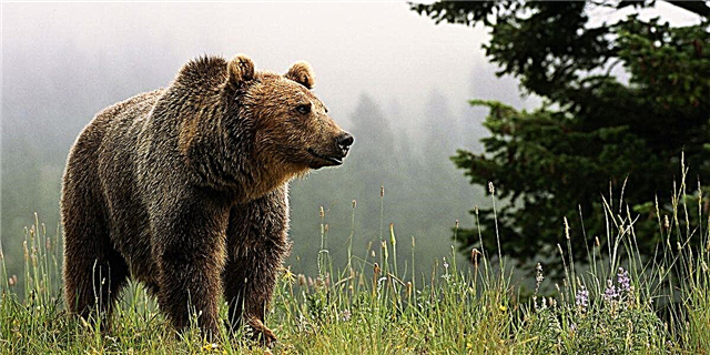 A xente está levando tantos selfies con osos, un parque de animais salvaxes tivo que pechar