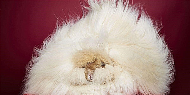 Вот: самый пушистый кролик в мире