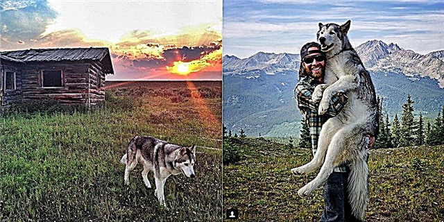 Manungsa njupuk Wolfdog Ing Adventur Epik Amarga Kewan Ora Kudu Dikembangake ing Omah