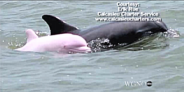 Rare Pink Dolphin Aami ninu Louisiana Odò
