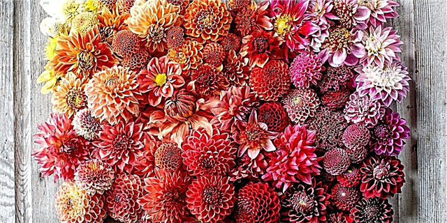 9 способов расставить цветы как профессионал
