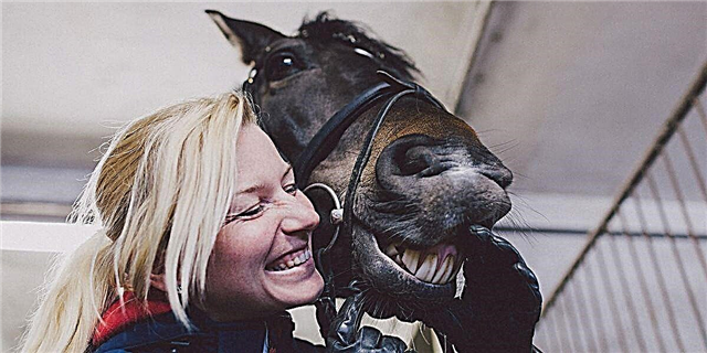Os cabalos teñen expresións faciais e son semellantes aos humanos