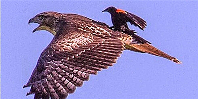 Dës Onheemlech Foto weist e Blackbird, deen e Ride op de Réck vun engem Hawk huet