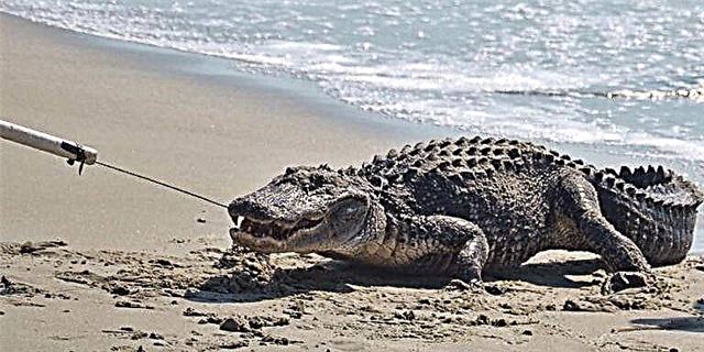 Cənubi Karolinada 9 ayaqlı Alligator Yuma Aşorasına baxın