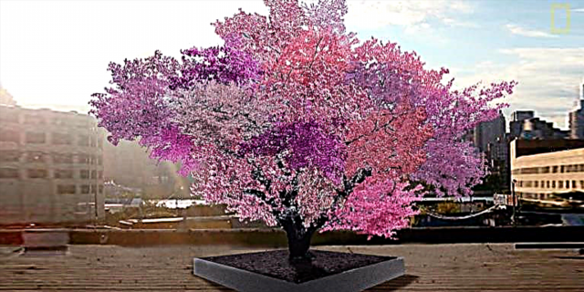 Bu tək ağacda böyüyən 40 müxtəlif meyvə növü var