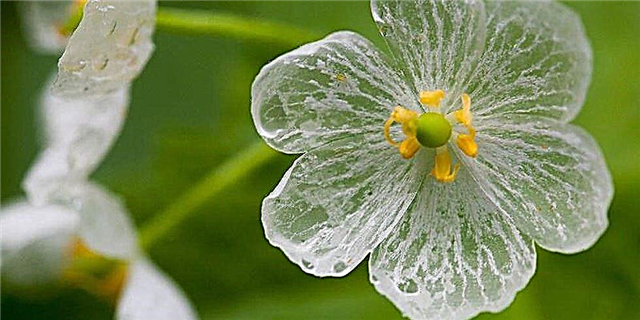 Kjo lulëzim transparent është lulja më e bukur që nuk e keni dëgjuar ndonjëherë