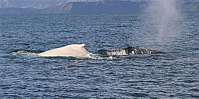 Невероятно редкий белый горбатый кит был пойман на камеру