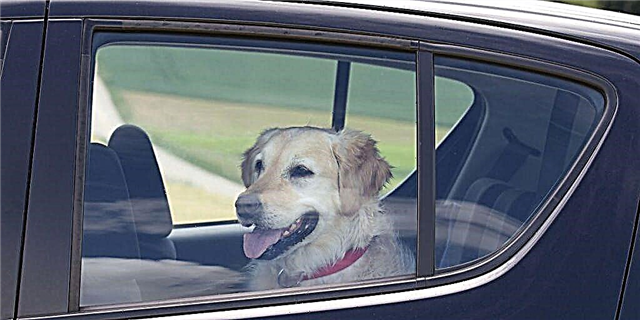 Нов закон за Тенеси само го направи легално да се пробие во жешки автомобили за да се спасат кучиња